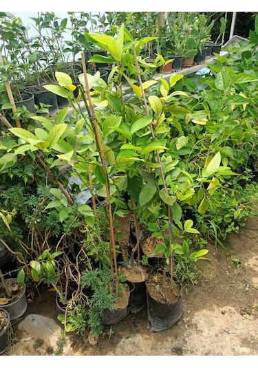 Yeşil Deniz Fidancılık Tüplü Yediveren Limon Fidanı 100-150 Cm