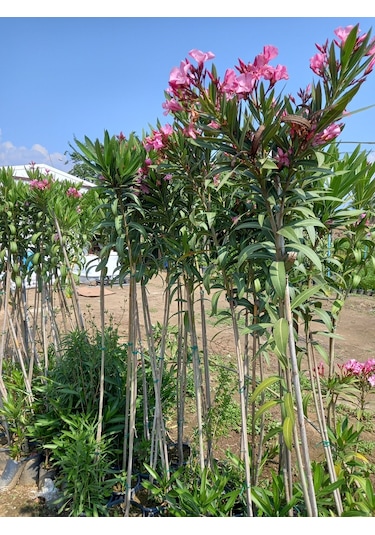 Tijli Pembe Zakkum Ağacı 1,70-200 Cm. Nerium Oleander