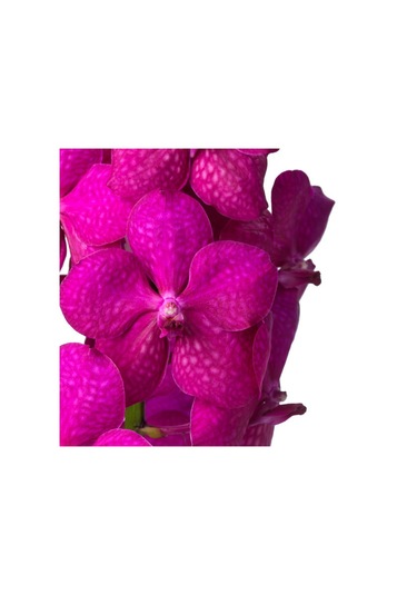 Vanda Tayanee 'cerise' Vanda Orkide