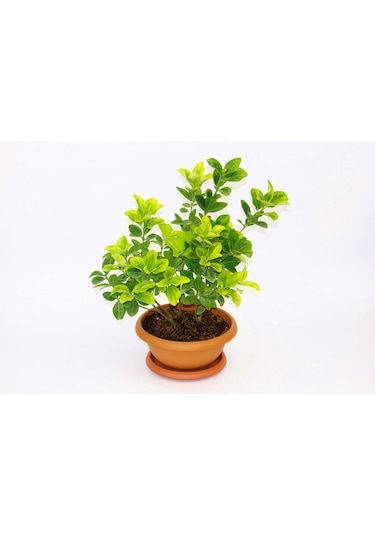 Bonsai Euonymus Japonica Aurea Ev Ofis Bitkisi