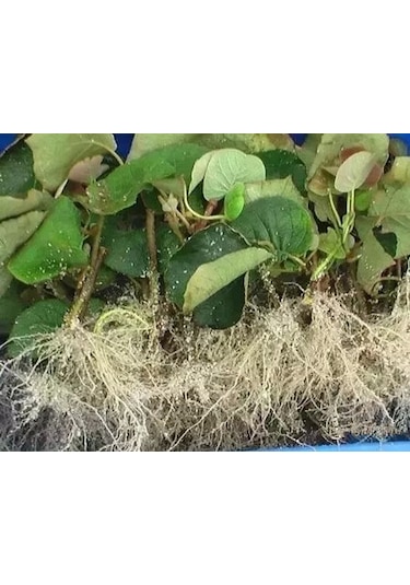 Çelik Köklendirme Hormonu. 8000 Ppm Dal Köklendirme Hormonu 250ML