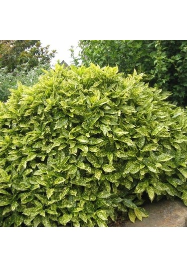 Japon Defnesi Fidanı, Bahçenize Renk Ve Şıklık Katın"2 Yaş Tüplü