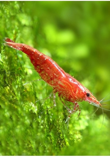 Kiraz Karides ( Neocardina Davidii ) 10Adet