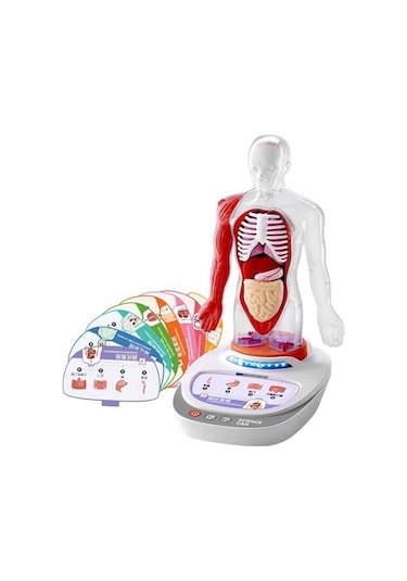 S00005280 Bilim Set İnsan Vücudu Modeli 23prç -sun