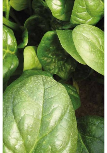 Ispanak Tohumu Catrina 10 Kg