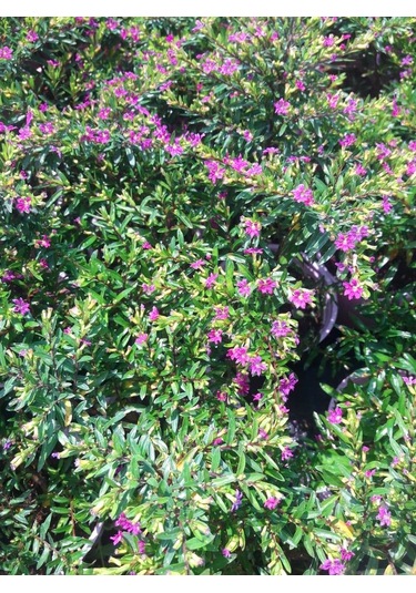 Mezar - Kabir Bitki Seti - 20 Adet Cennet Çiçeği Kufeya + 20 Kg D