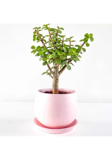 Para Çiçeği Fidesi Fidanı 10-20 Cm