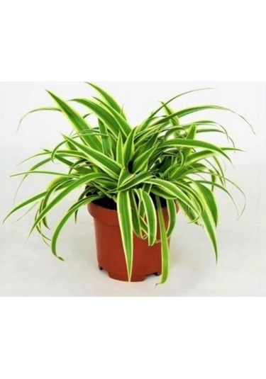 Çizgili Kurdela Çiçeği Ev Ofis Iç Mekan Bitkisi 10-20 Cm