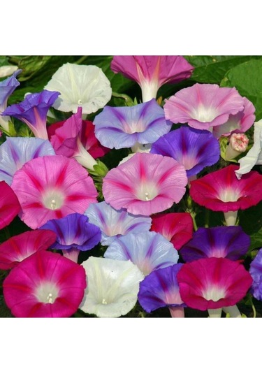 Sarmaşık Kahkaha Çiçeği Tohumu Çiçek Tohumu Çiçek 5 Tohum