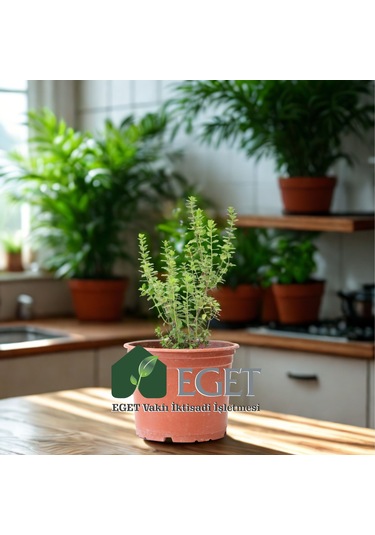 Eget İzmir Bilyalı Kekik Origanum Onites