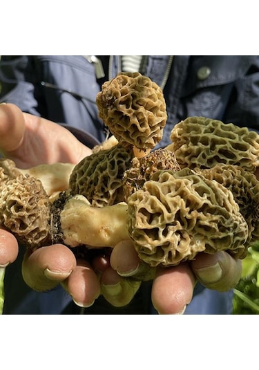 Kuzu Göbeği Mantarı Tohumu Mantar Tohumu 100 G