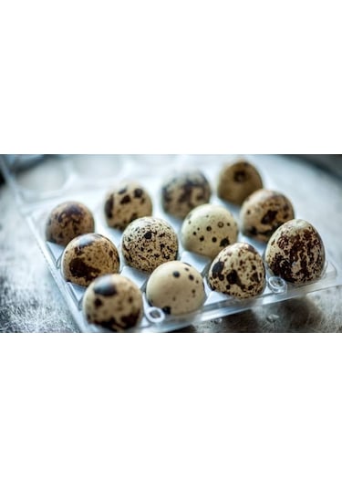 12 ADET KULUÇKALIK UKRAYNA JUMBO JAPON KIBRIS BILDIRCIN YUMURTASI