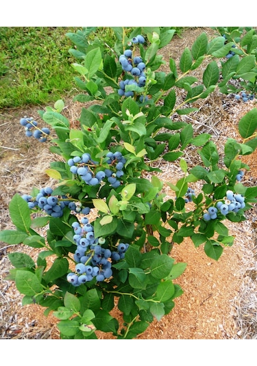 Gojiberry Turkiye Yaban Mersini Fidanı Mavi Yemiş Blueberry 2 Yaş