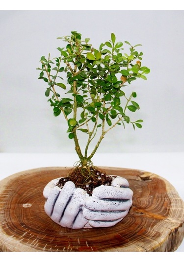 Dekoratif Avuç Saksıda Bonsai Buxus