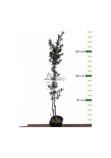 Muşmula Fidanı N11.271