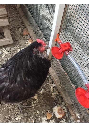 Biltek Otomatik Tavuk Suluk