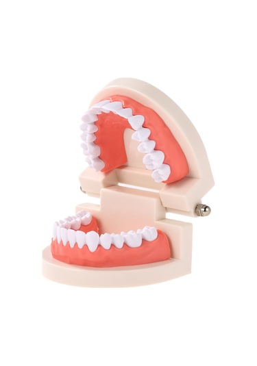 Wezone Çocuklar İçin Diş Fırçalama Eğitim Modeli - Beyaz Reçine Diş Maketi