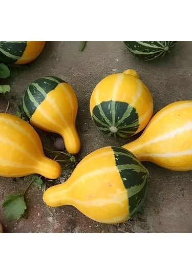 Karışık Süs Kabağı Tohumu 1 Paket 10 Adet