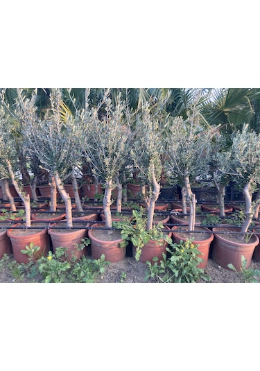 Saksıda Yarı Bodur 7-10 Kutur Gemlik Zeytin Fidanı 4-5 Yaş  50-70