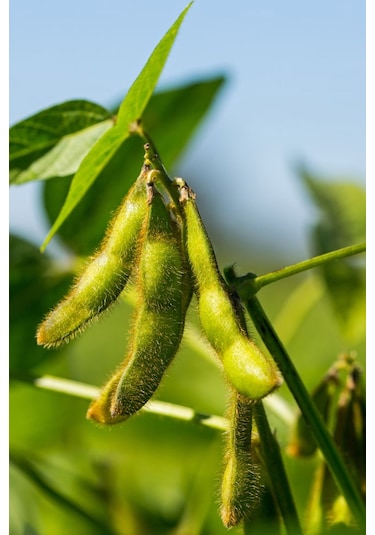 +100 Adet Soya Fasulyesi Tohumu