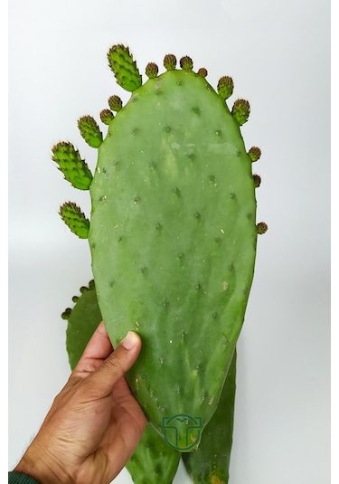 Dikenli İncir 3 Adet Saksısız Çelik Hint İnciri Kaynana Dili Frenk Yemişi Kürek Yemişi