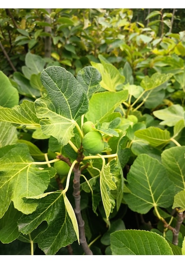 Yeşil Deniz Fidancılık Tüplü Bursa Karası İncir Fidanı 75-100 Cm