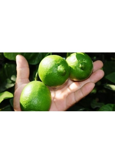 Misket Lime Limon Tohumu 3 Tohum + Tohum