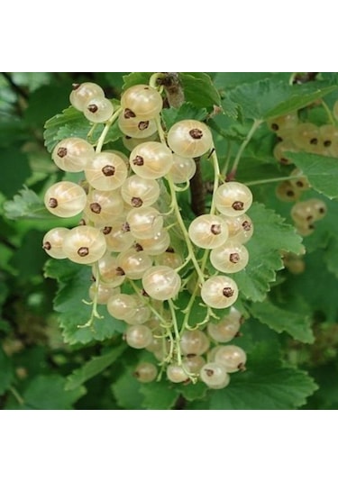 Tüplü Özel Üretim Beyaz Frenk Üzümü Fidanı