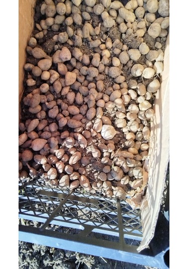 Dogal Salep Fidanı 3 Kg