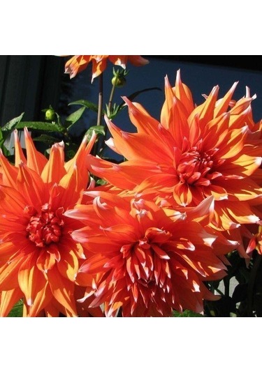 İri Çiçekli Color Spectacle Dahlia Yıldız Çiçeği Yumrusu 1 Adet