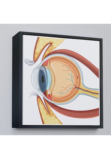 Ahşap Çerçeveli Göz Anatomizi Tablosu - Göz Doktoru Hediyesi-8367
