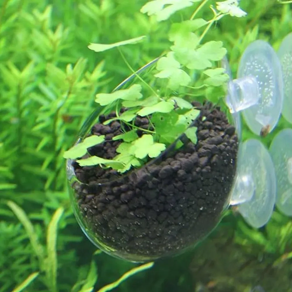 Kosona Akvaryum Cam Bitki Süs Tepsisi, Su Bitkileri İçin Güneş Işığı Alımı Ve Su Kalitesi İyileştirici, Sürekli Emiciyle Sabitlenir