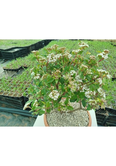 Bonsai Tinus Kartopu - Çiçek Açan Bonsai 7 Yaşında