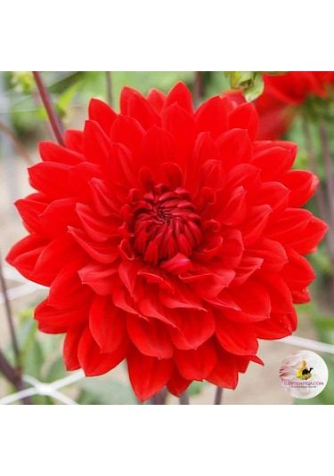 İri Çiçekli Garden Wonder Dahlia Yıldız Çiçeği Yumrusu 1 Adet