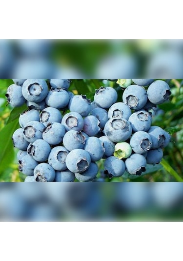 Liigarba Mavi Yemiş 20-30 Cm Saksıda