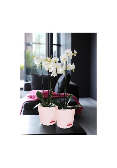 Interm Kaktüsler, Menekşeler Ve Sukulentler İçin Saksı, Otomatik Sulama Sistemi 133195521