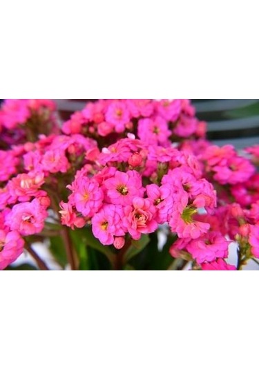 Pembe Kalanşo Çiçeği 3 Adet