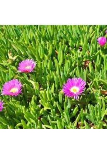 Gardenbox Saksılı Kaz Ayağı Çiçeği Fidanı 10-20 Cm