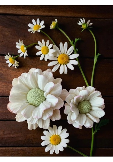 Koroleva Formy Yiyecekler İçin Silikon Kalıp Papatya Büyük 305266770 Diğer