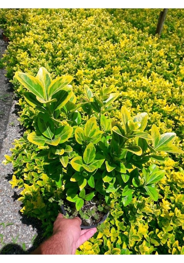 Gold Taflan 20 Adet - Sarı Çit Bitkisi