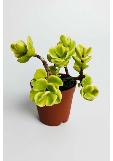 Para Ağacı Bereket Çiçeği Afra Variegata Özel Tür Sukulent