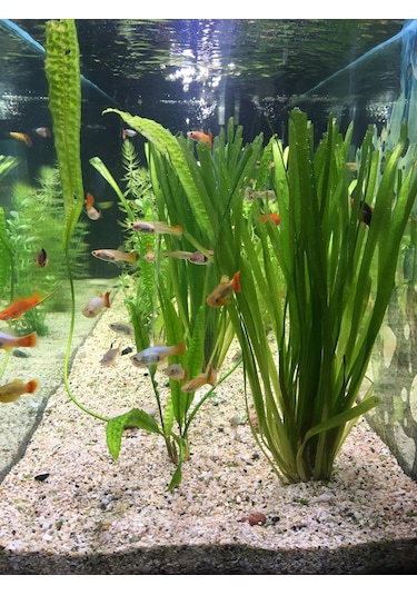 Dev Saz Vallisneria 1 Saksı Akvaryum Bitkisi Akvaryum Bitkileri 1 Bağ-Saksı