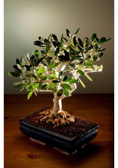 Bodur Bonsai Zeytin Ağacı Tohumu 3 Tohum + Toprak + Saksı+