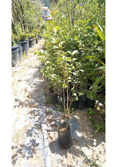 Ligustrum Fidanı 30-50 Cm 5 Adet