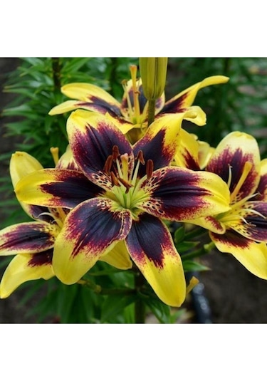 Zambak Soğanı 2 Adet