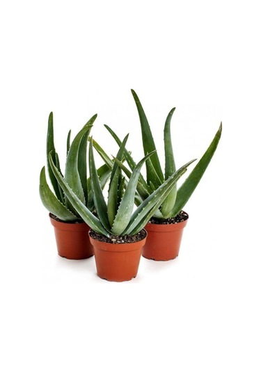 Nadir Ithal Saksılık Aleo Vera Tohumu Aleovera Çiçek Tohumu 5 Tohum