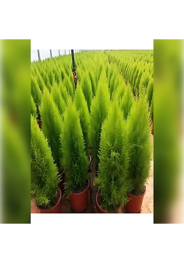 Limon Servi Cupressus Macrocarpa Goldcrest 100 Cm