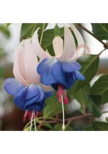 5 Adet Tohum Nadir Mavi Küpeli Çiçeği Tohumu Ve Toprak