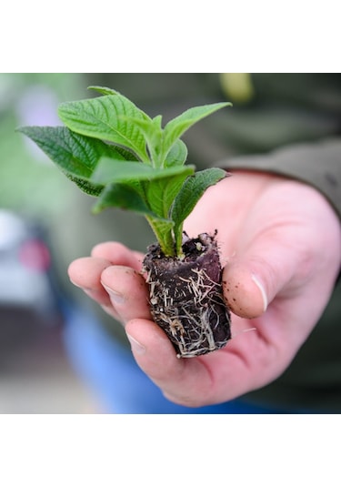 İthal YK3 Torf Cocopeat Perlit ile Çiçek Sebze Tohumu Toprak 20 L