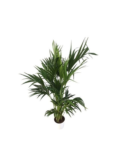 Howea Forsteriana Kentia Palmiyesi İthal 24cm Ø H:180